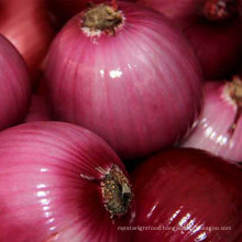 Red fresh onion manufacturer from China